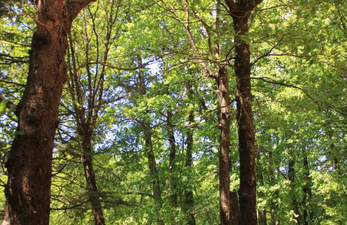 CasaLalla - Natura&Relax - Foto 37
