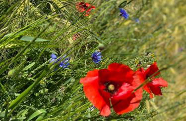 Ferienapartments Spreewaldwiesen - Foto 66