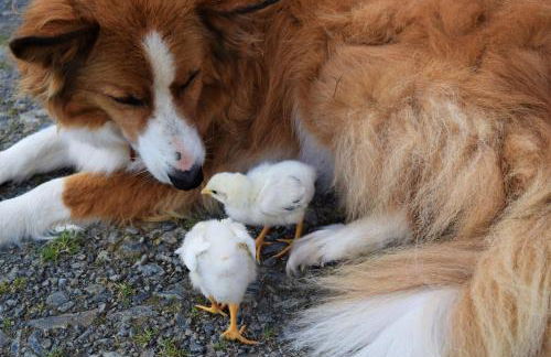 Nantgwynfaen Organic Farm Wales - Photo 37