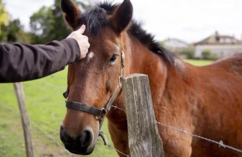 Amplia casa rural en el corazón del valle Ulzama - Photo 43
