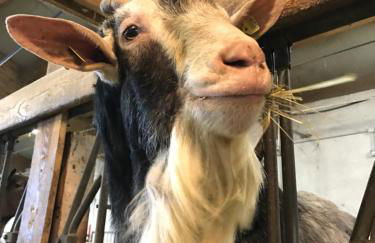 Agritur Maso Piasina - Photo 31