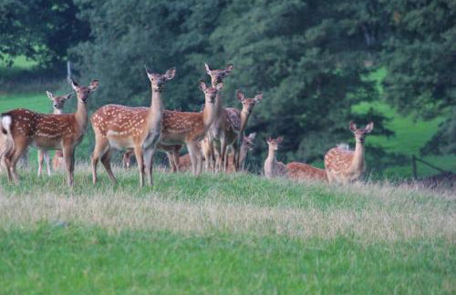Idyllisches Häuschen im Grünen - Foto 23