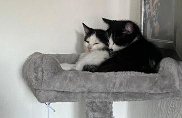 Babas rooms - Foto 12