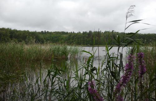 Finnhütte Canow - Foto 26