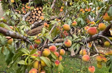 Σπιτάκι στον κήπο - Foto 34