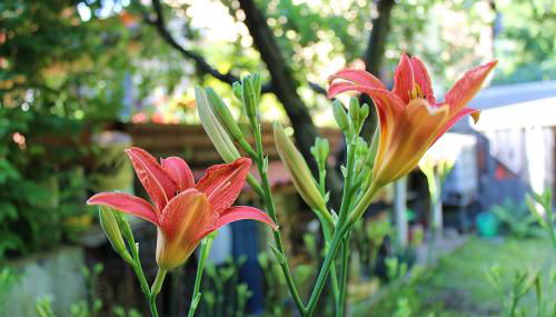 Ca' Usignolo - Foto 3, Garden view