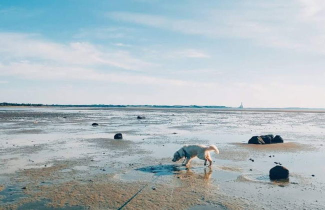 4 Person Holiday Home in Jaegerspris - Foto 30