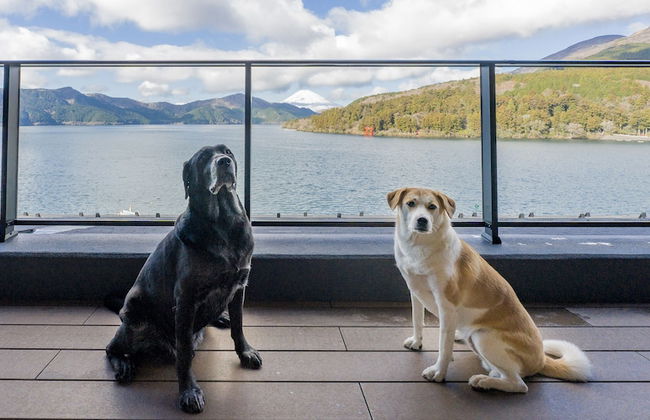 RakutenSTAY FUJIMITERRACE HakoneAshinoko - Photo 42