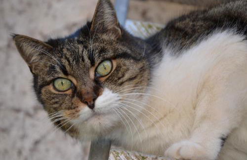 Cascina Folletto - Foto 77