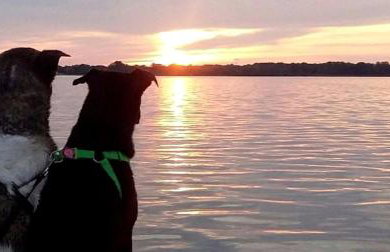 Secluded Cottage Rental in the Trees by Lake Erie, Ohio - Foto 11