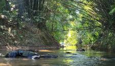 Sítio Com riacho particular em Cachoeira de Macacu - Foto 2