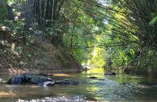 Sítio Com riacho particular em Cachoeira de Macacu - Foto 2