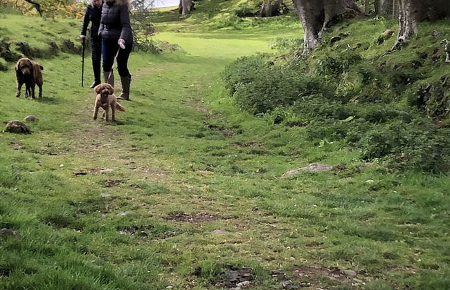 Shepherds Hut With Hot Tub, North Wales, Anglesey - Photo 21