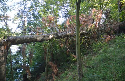 Domki Pod Lasem - Photo 31