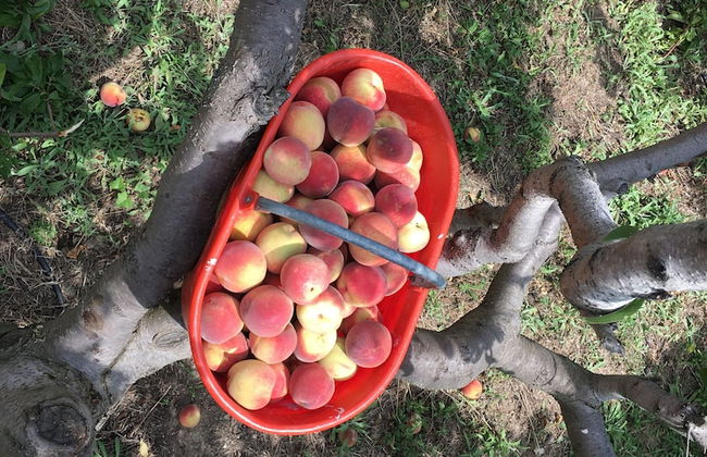 Agriturismo LaValleggia - Foto 36