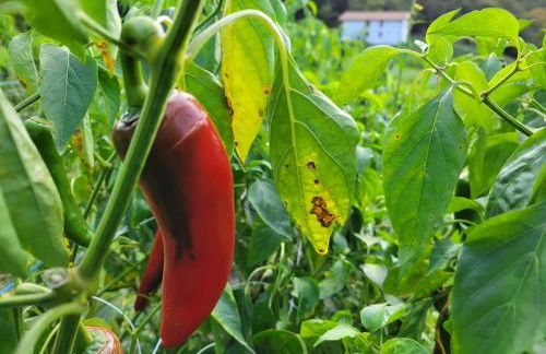 Maison basque de charme avec piscine - Foto 42
