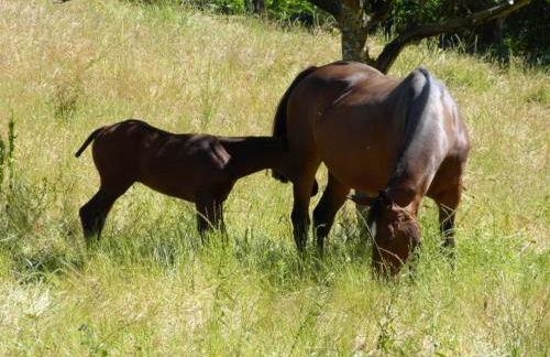 Finca El Zurrador - Foto 45