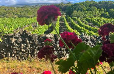 Welcome to Casa Fitz with Ocean Views and Air Conditioning - Photo 46