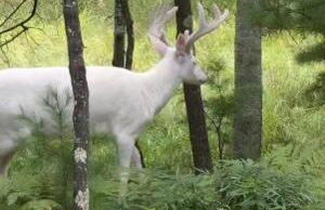 Cedaroma Lakeview cozy Cabin 6 Amazing Views - Photo 19