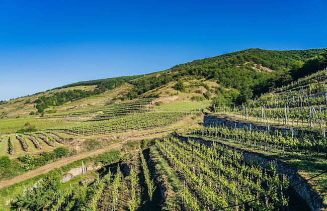 Wachau-Living - Photo 44