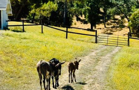 Paso Robles Wine Country Ranch House & Firepit - Foto 28