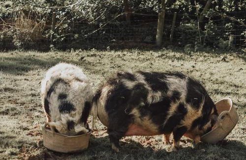 Tredethick Farm Cottages - Foto 24