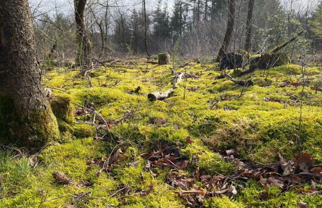 Holiday Home in Haarle Near Sallandse Heuvelrug - Foto 23