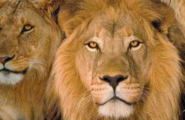 Excursión al Loro Parque desde Gran Canaria - Foto 3