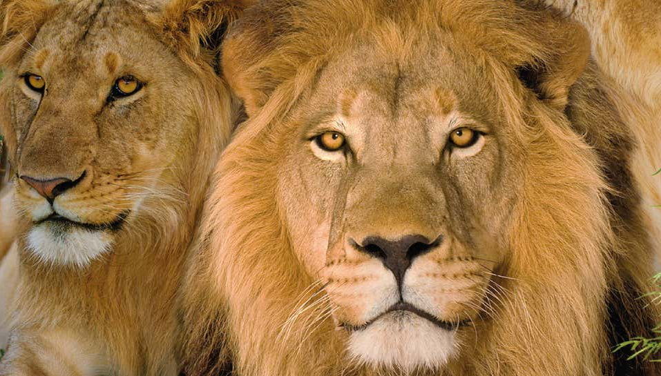 Excursão ao Loro Parque