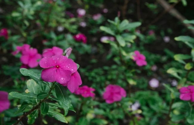 Dreamview Villas - In Rakiraki - Photo 71