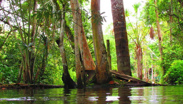 Admirando a vegetação