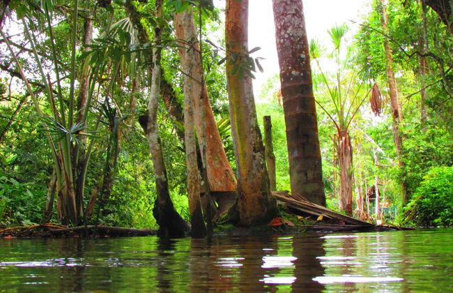 Excursão privada à reserva Santa Elena + Nascente do rio Tioyacu - Foto 4