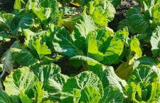 Quinta Padre Lobo - Foto 67