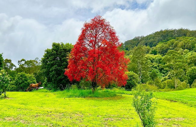 Nimbin Waterfall Retreat - Photo 39