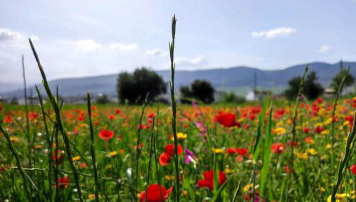 Andalusian experience - Foto 5