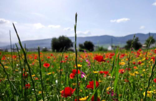 Andalusian experience - Foto 5