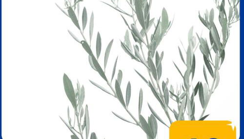 Villa el Olivo - Photo 3