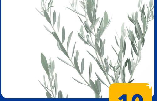 Villa el Olivo - Photo 3