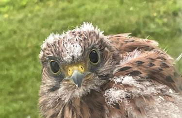 Bergerie Le Vieux Manoir - Foto 35