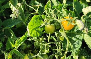 ILIOS K Village Resort - Foto 63