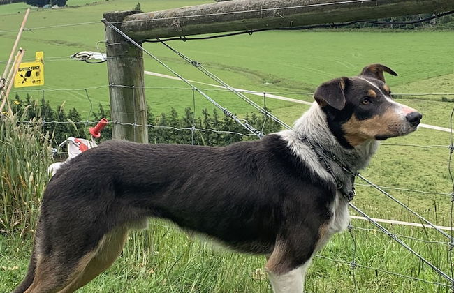 Cubby House Stay - Kaikoura - Foto 49