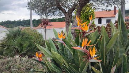 'Kairos Casa' - Foto 3, Garden