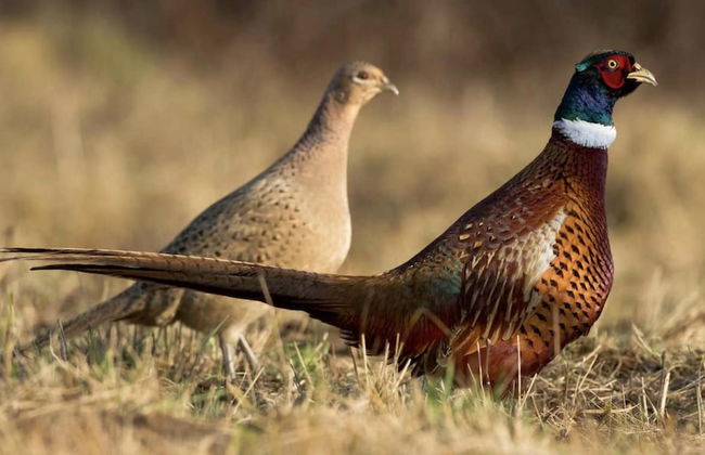 Freshwater - Hot Tub - Pet Friendly - Garden - Foto 13