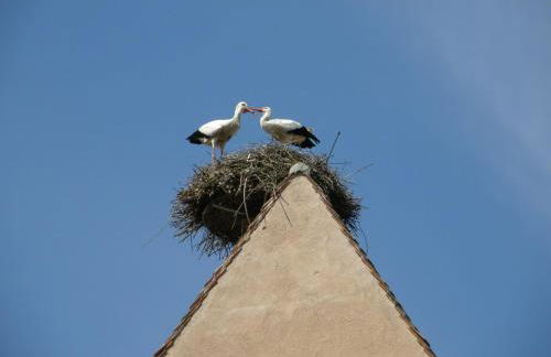 Gite Edelweiss à Eguisheim - Foto 72