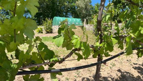 CRASTO PAYVA DOURO NATURE - Foto 4