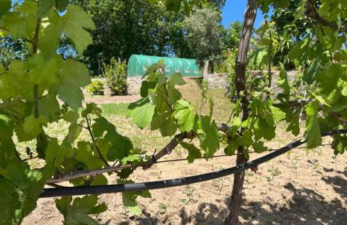 CRASTO PAYVA DOURO NATURE - Foto 4