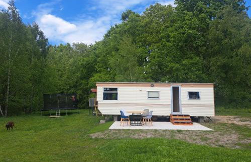 Ulinia Wilcza 4 niebieski - Photo 1