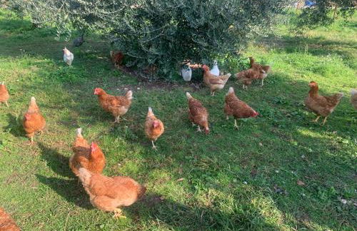 Agriturismo Corte Bonetti - Foto 30