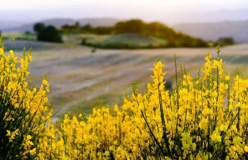 Agriturismo Le Casaline - Foto 5