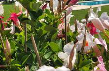 Terre Di Vendicari - Photo 38